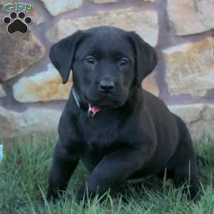 Sadie, Black Labrador Retriever Puppy