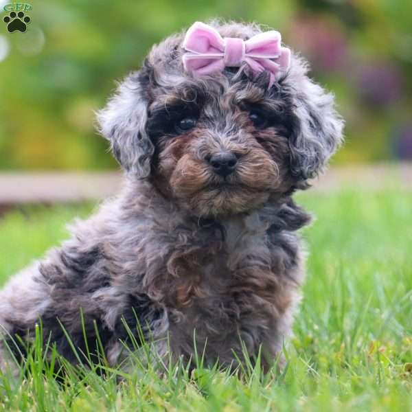 Sally, Toy Poodle Puppy