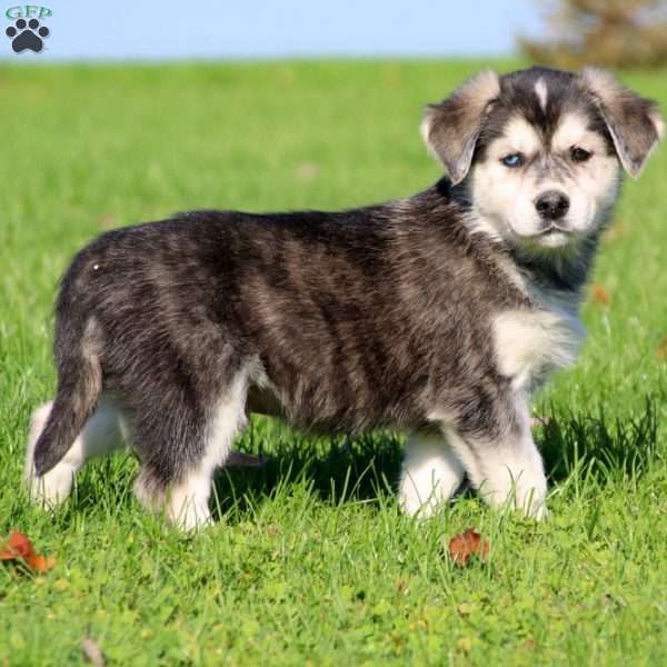 Sammy Goberian Puppy For Sale in Pennsylvania