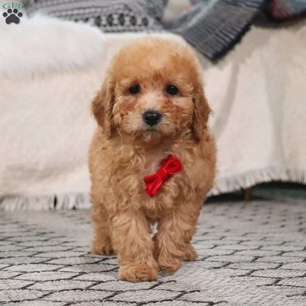 Samson, Toy Poodle Puppy