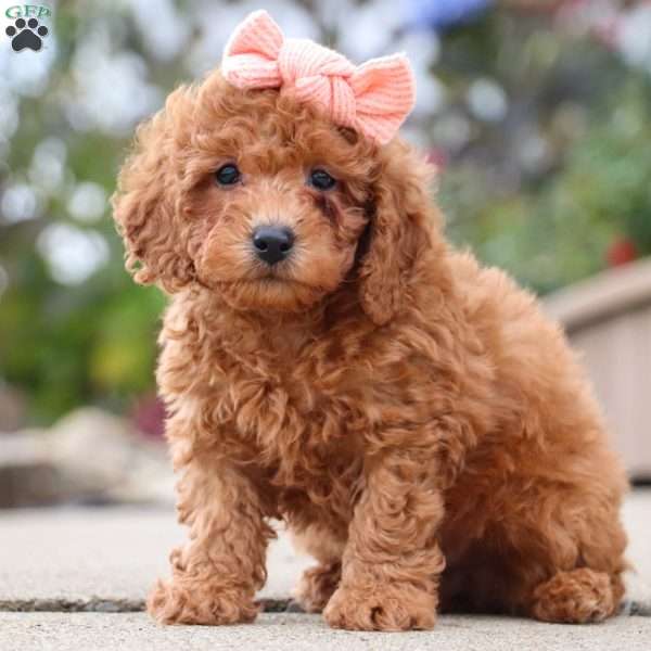 Sandra, Toy Poodle Puppy