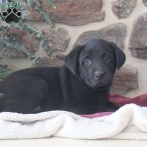 Sasha, Black Labrador Retriever Puppy