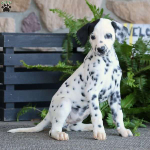 Sasha, Dalmatian Puppy