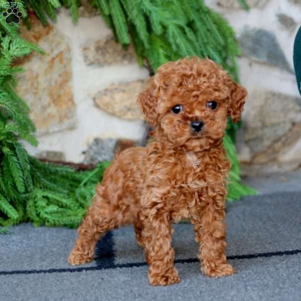 Scarlett, Toy Poodle Puppy