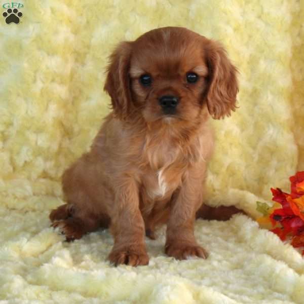 Scout, Cavalier King Charles Spaniel Puppy