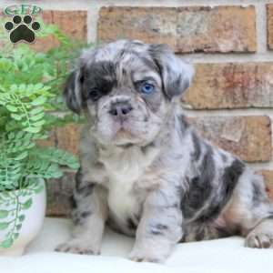 Scout-Fluffy, French Bulldog Puppy