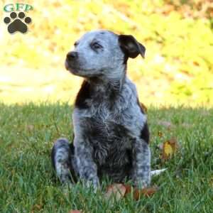 Blue Heeler Puppies For Sale - Greenfield Puppies