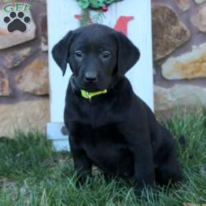 Sienna, Black Labrador Retriever Puppy