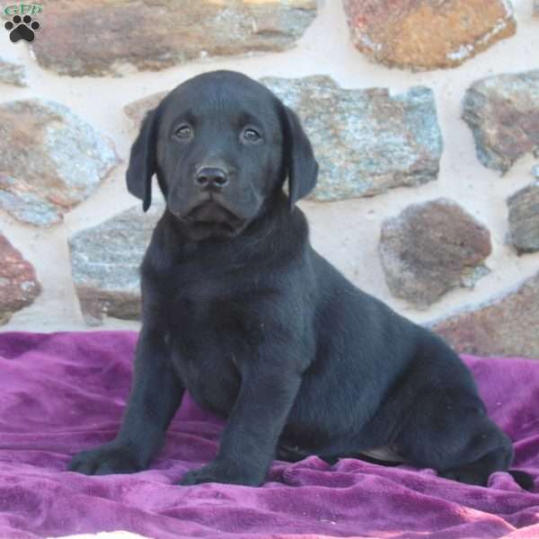 Simon, Black Labrador Retriever Puppy