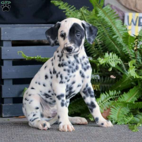 Simon, Dalmatian Puppy