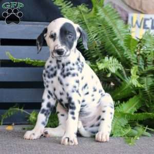 Simon, Dalmatian Puppy