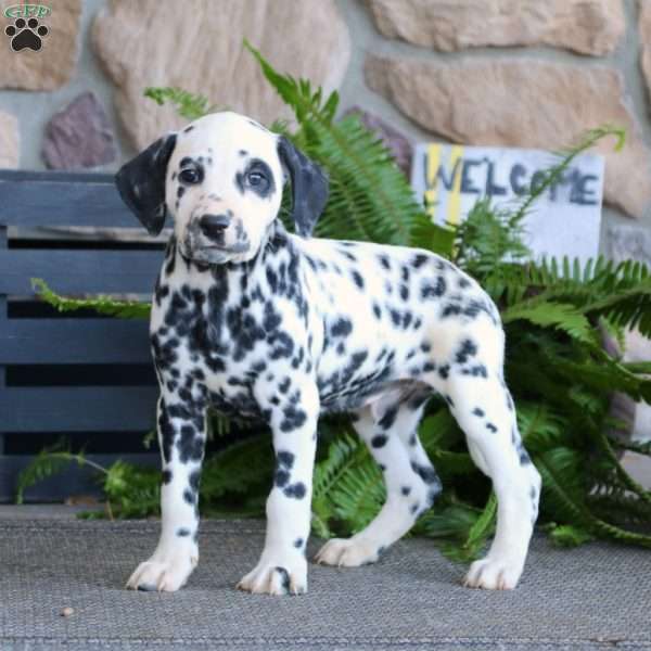 Skye, Dalmatian Puppy