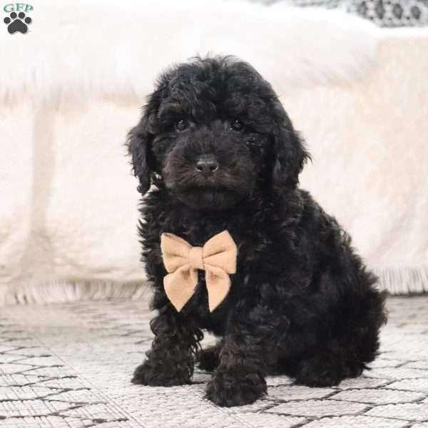 Snicker, Toy Poodle Puppy