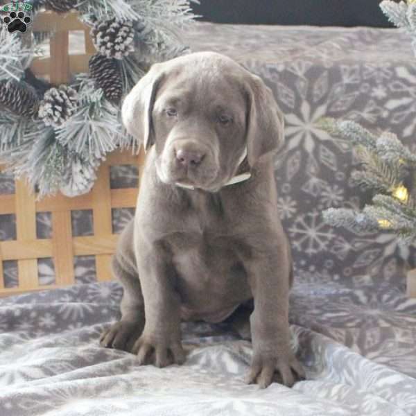 Snowflake, Silver Labrador Retriever Puppy