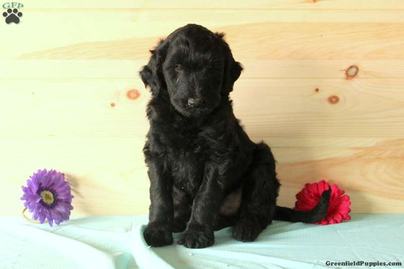 Sport Bordoodle Puppy For Sale in Pennsylvania