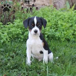 Fox Terrier Mix Puppies For Sale | Greenfield Puppies