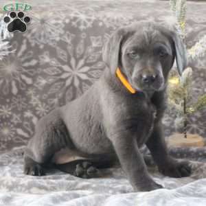 Star, Charcoal Labrador Retriever Puppy