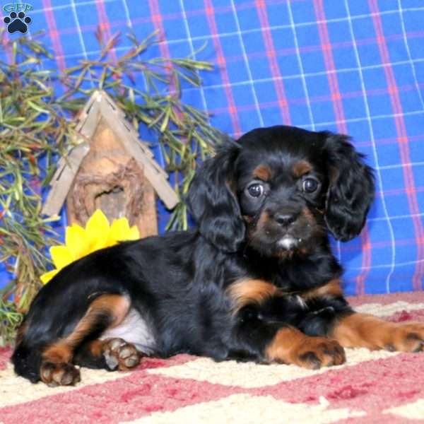 Starlite, Cavalier King Charles Spaniel Puppy