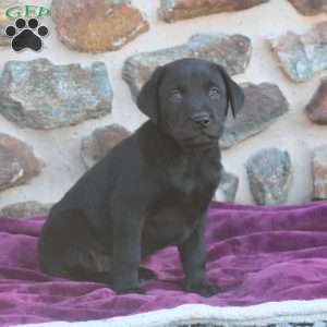 Stetson, Black Labrador Retriever Puppy