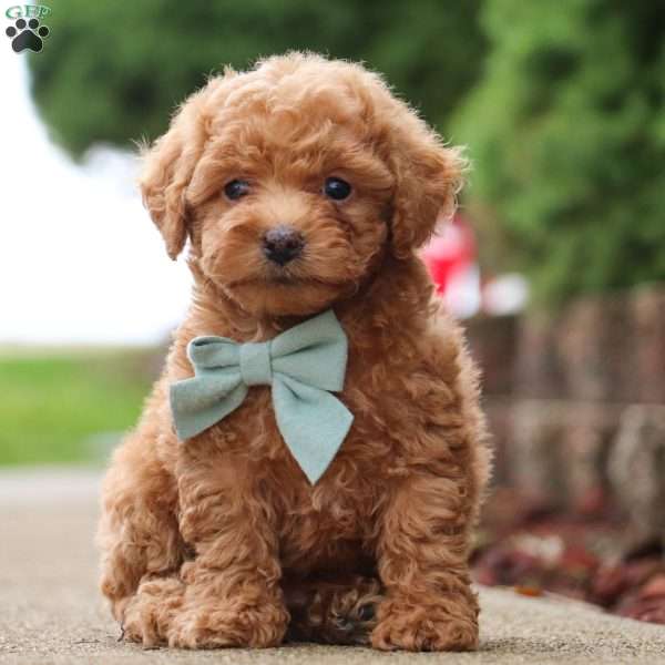 Stormy, Toy Poodle Puppy