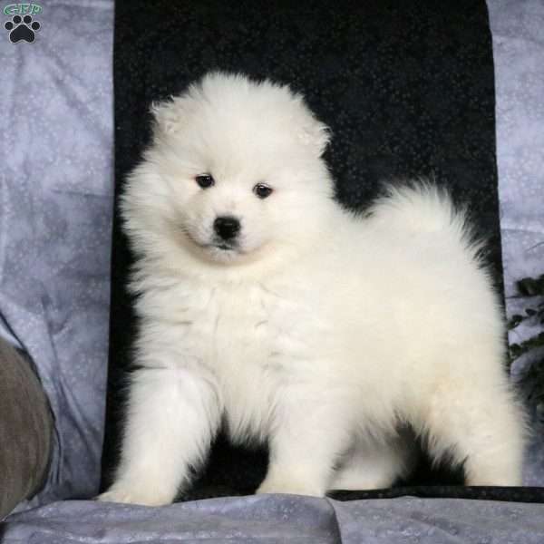 Sugar Bear, Samoyed Puppy