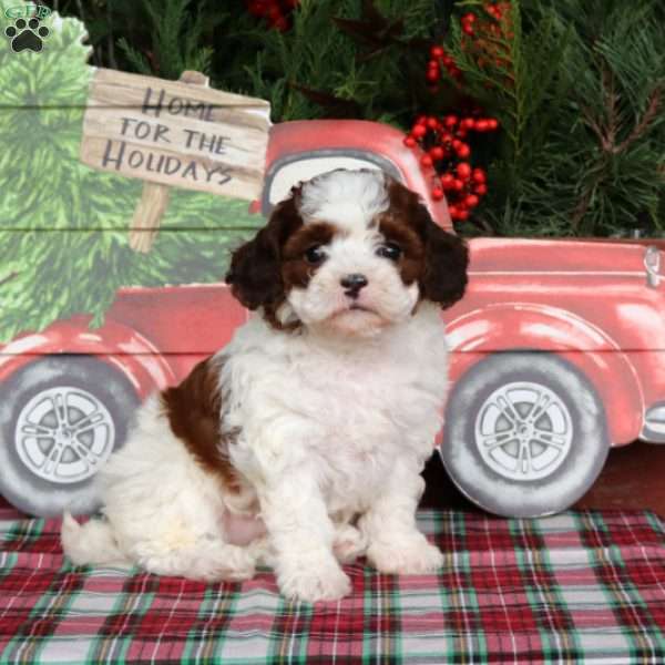 Sugar Plum, Havapoo Puppy