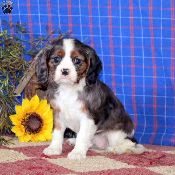 Sunshine, Cavalier King Charles Spaniel Puppy