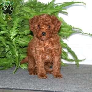 Taryn, Miniature Poodle Puppy