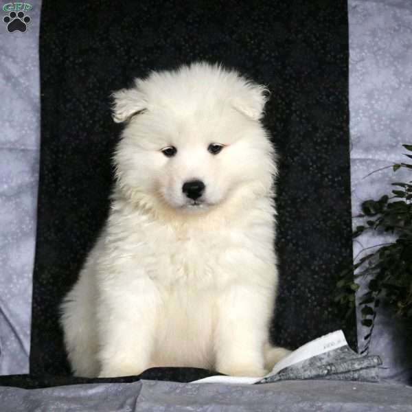 Teddy Bear, Samoyed Puppy