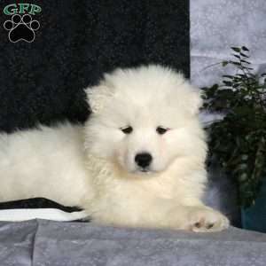 Teddy Bear, Samoyed Puppy