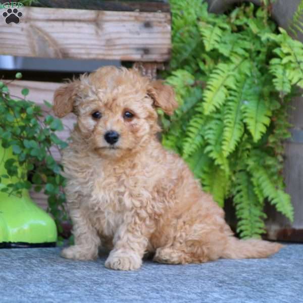 Teddy, Havapoo Puppy