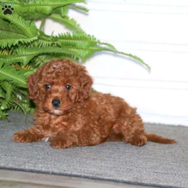 Teresa, Miniature Poodle Puppy