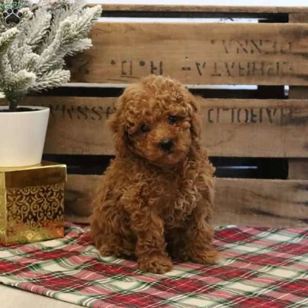 Tinsel, Toy Poodle Puppy
