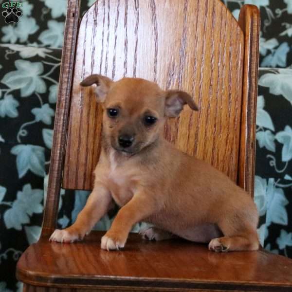 Tonya, Chihuahua Puppy