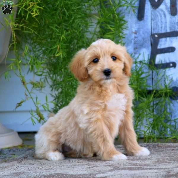 Trent, Mini Goldendoodle Puppy