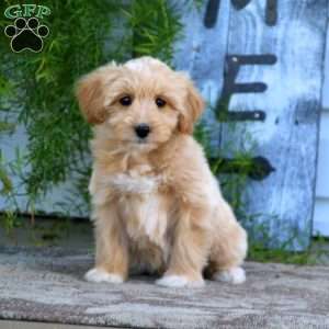 Trent, Mini Goldendoodle Puppy
