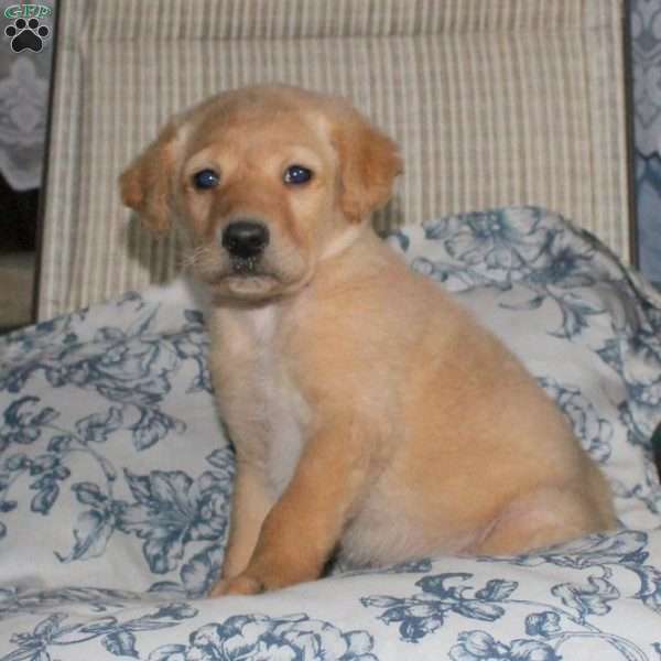 Tucker, Labradoodle Puppy