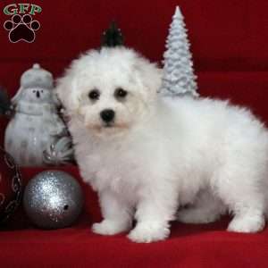 Bichon Frise Puppies For Sale | Greenfield Puppies