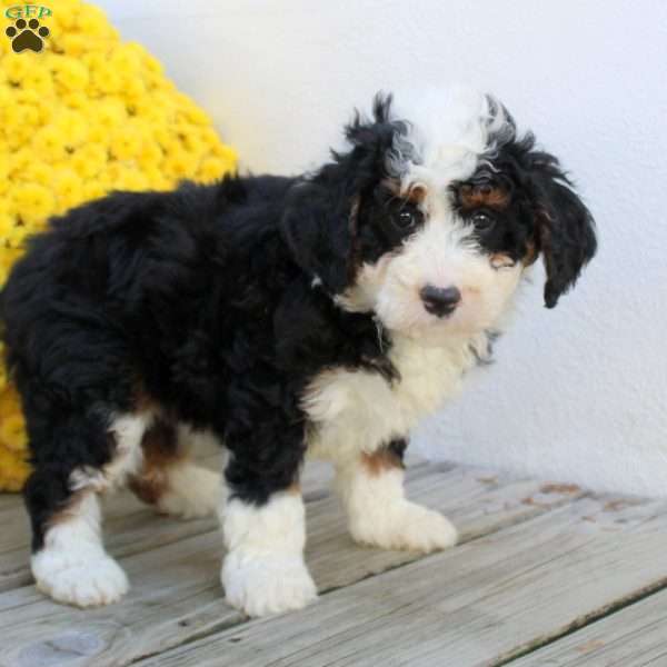 Willow, Mini Bernedoodle Puppy