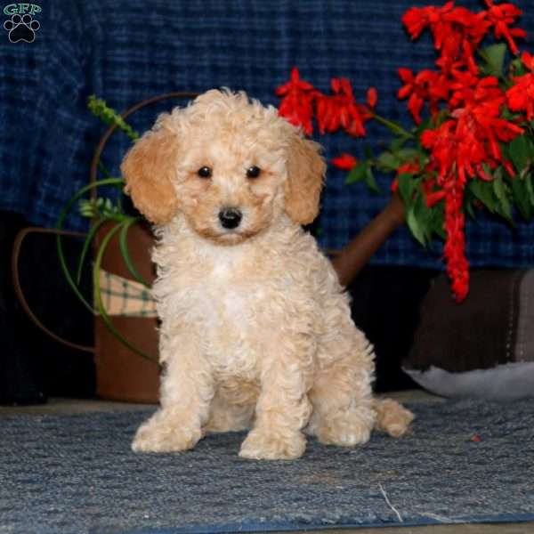 Wyatt, Mini Goldendoodle Puppy