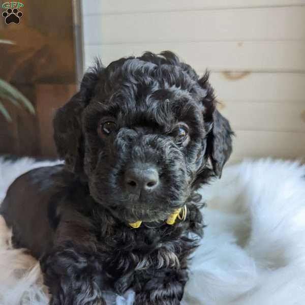 Yogi, Mini Goldendoodle Puppy