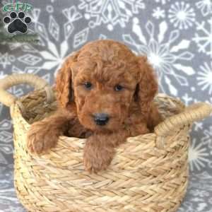 Zeke-F1BB, Mini Goldendoodle Puppy
