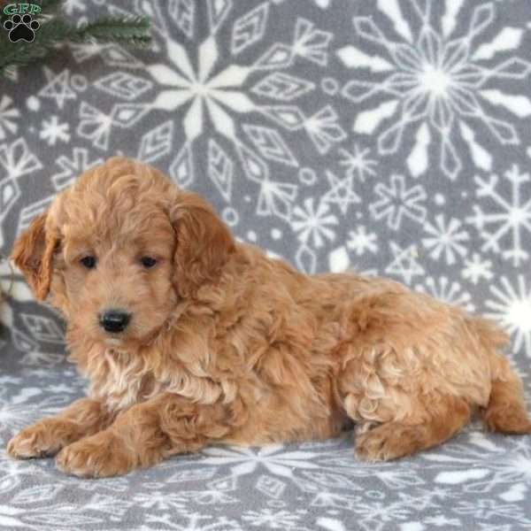 Zoe-F1BB, Mini Goldendoodle Puppy