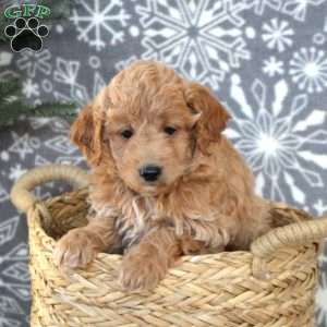 Zoe-F1BB, Mini Goldendoodle Puppy