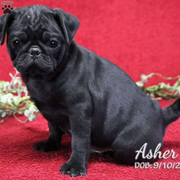 Asher, Pug Puppy