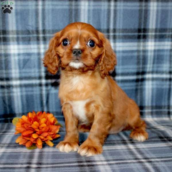 Darla, Cavalier King Charles Spaniel Puppy