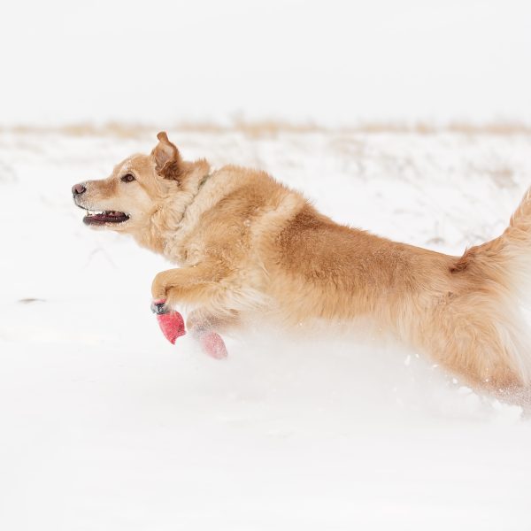 dog in boots running through the snow