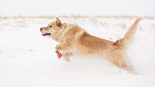 13 Winter Safety Tips for Dogs