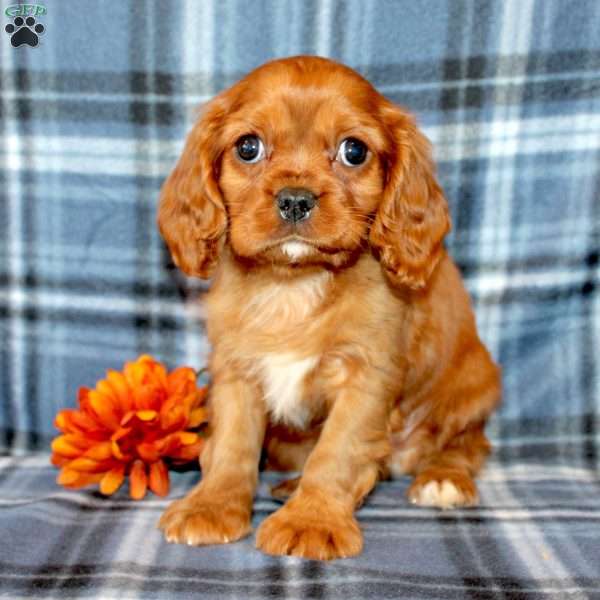 Diego, Cavalier King Charles Spaniel Puppy