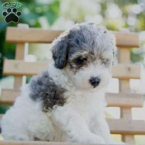 Shelby, Miniature Poodle Puppy